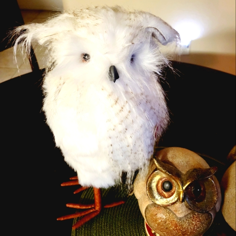 Owls ๐ฆ - Picture 5 of 9